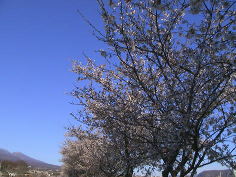 春の形見の遅桜